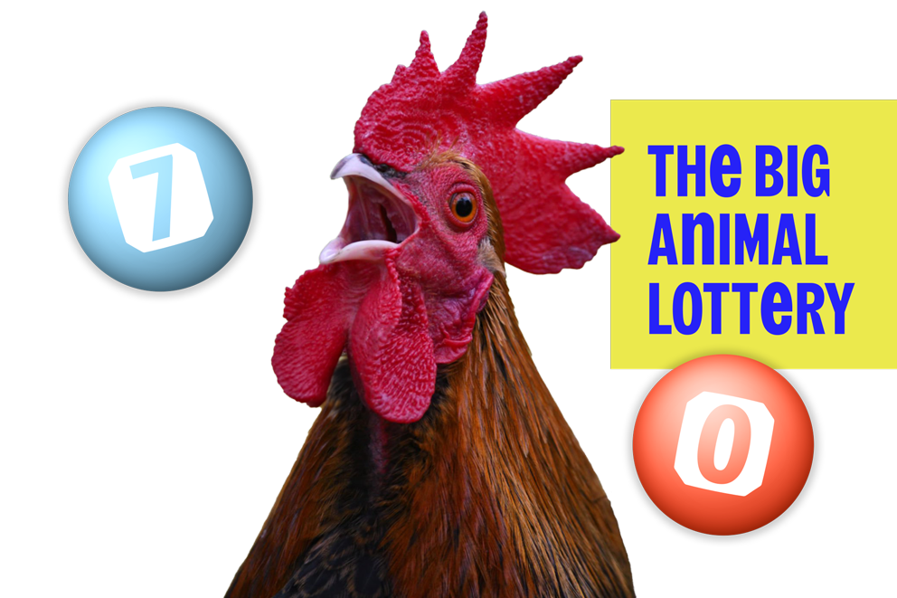 Chicken - The big animal lottery