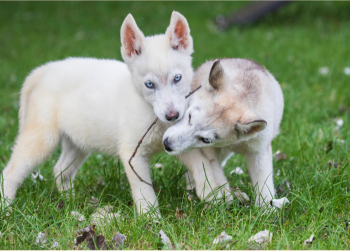 Two white husky puppies rescued by the RSPCA are playing together in a field after being rehomed